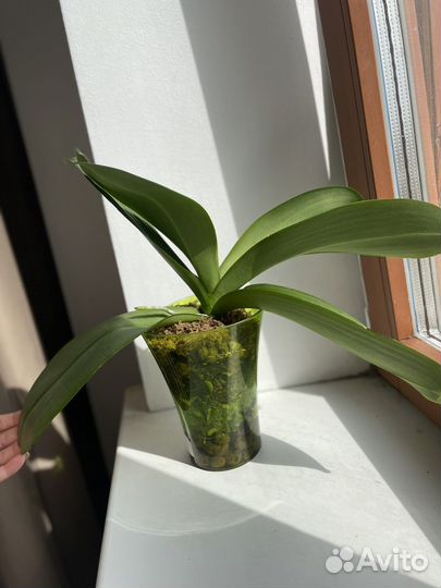 Орхидея фаленопсис Cosmopolitan