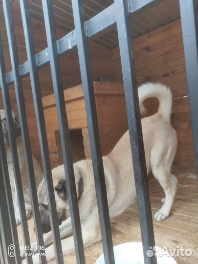 Вязка турецкий кангал