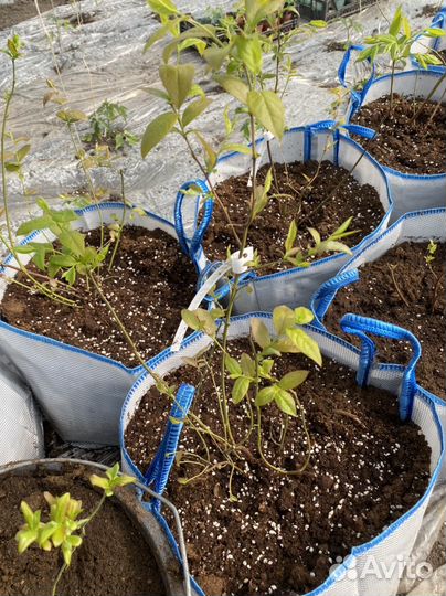 Саженцы голубики