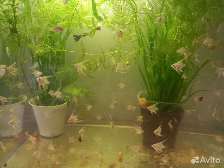 Аквариумные рыбки