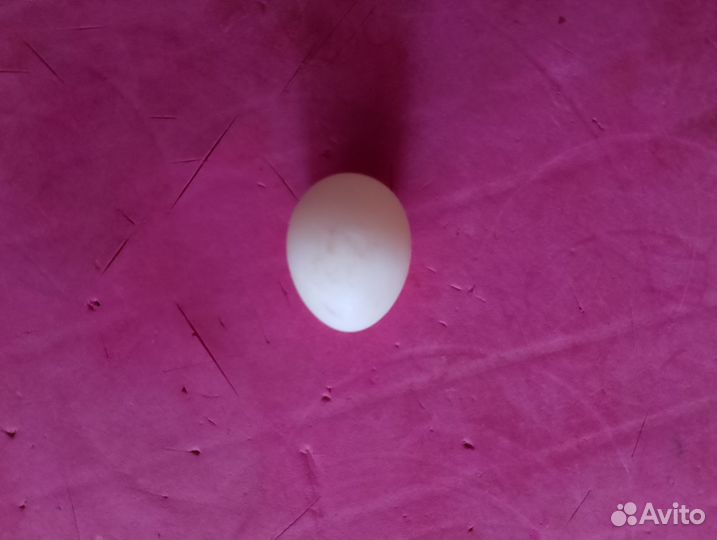 Неоплодотворенное Яйцо ожерелового попугая