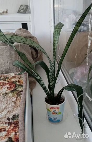 Сансевиерия