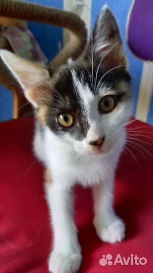 Карамелька в добрые руки