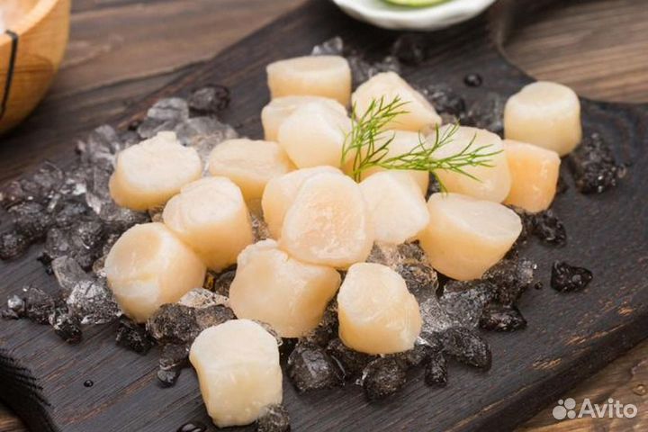 Морской гребешок Курильский