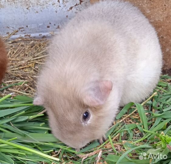 Морская свинка Тедди