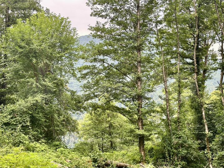 Участок 8 сот. (СНТ, ДНП)