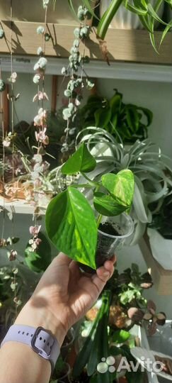 Эпипремнумы, сциндапсусы, филодендроны