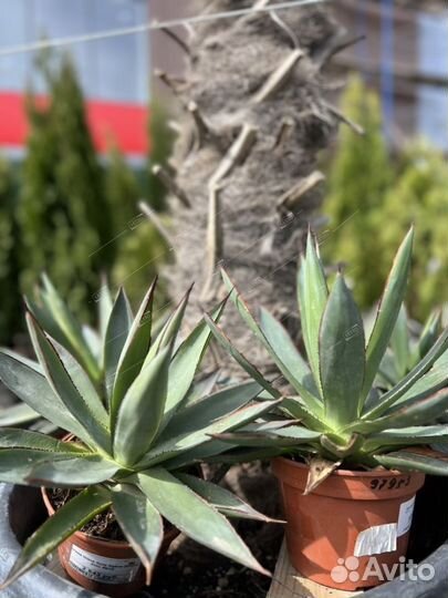 Агава Шака Зулу Agave Shaka Zulu 40/15