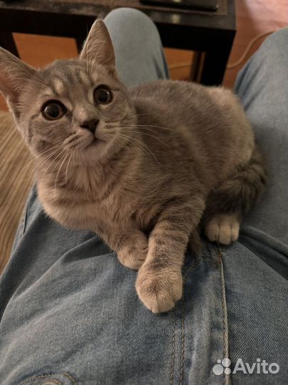 Котята