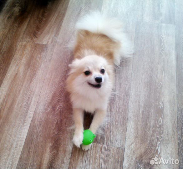 Шпиц девочка