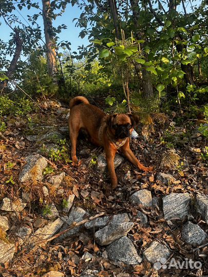 Грифон пти брабансон