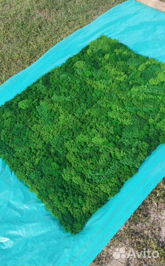 Природная красота в доме с эко панелями из мха