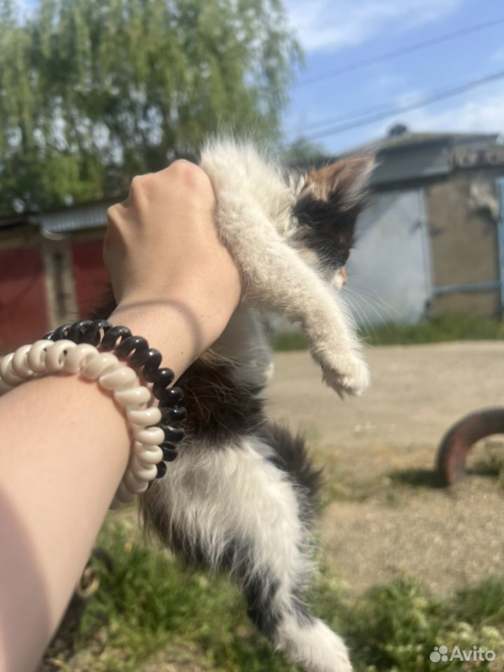 Кошка