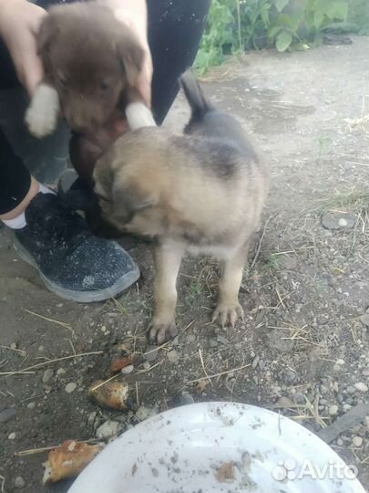 Щенок в добрые руки бесплатно маленькая порода