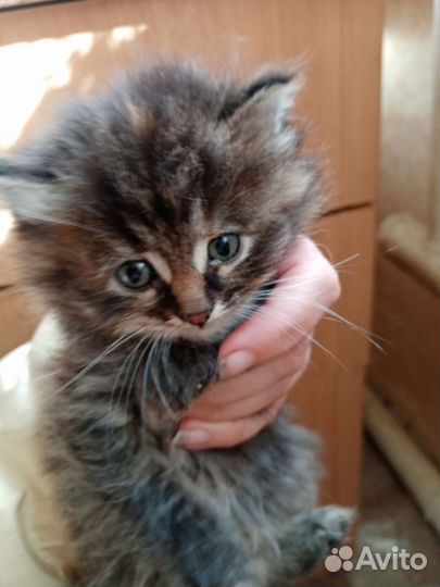 Котята бесплатно
