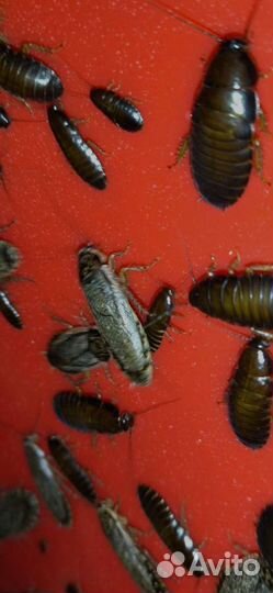 Мраморные тараканы, Зофобас, Мучник, Пауки