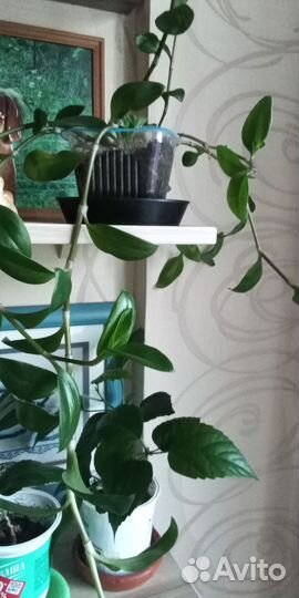 Традесканция