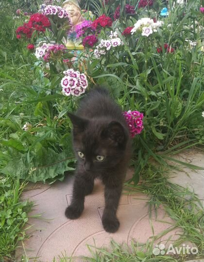 Курильский бобтейл