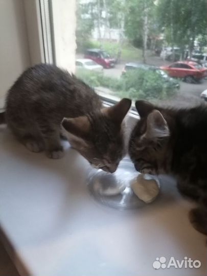 Котятки в добрые руки