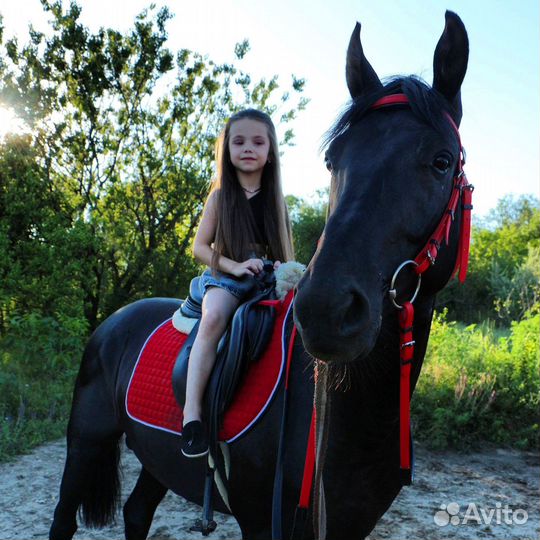 Конные прогулки по роще, тренировки, фото