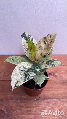 Фикус шривериана