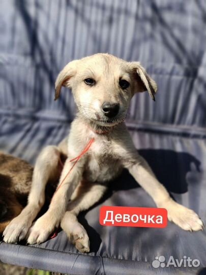 Собака в добрые руки отдам бесплатно