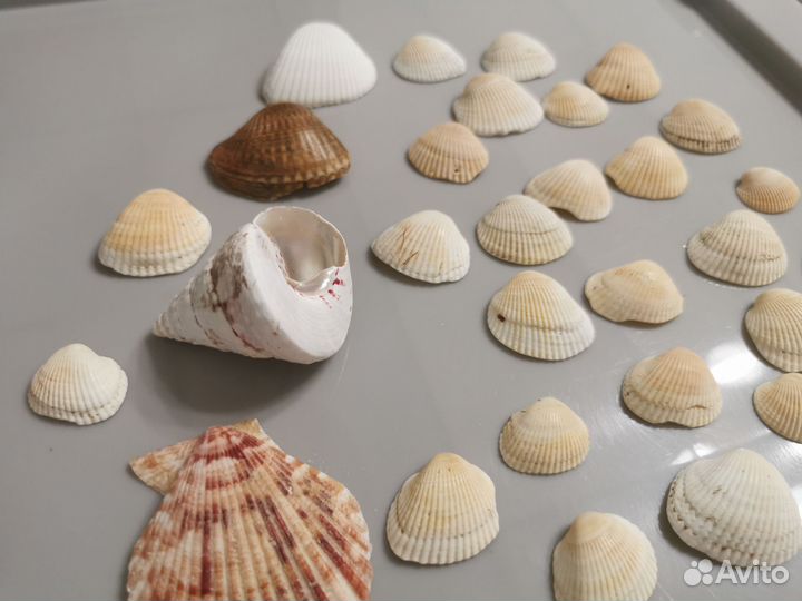 Ракушки, морские раковины