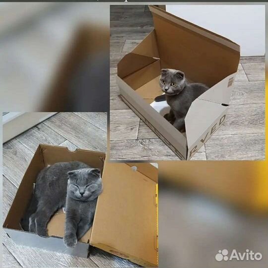 Отдам в хорошие руки Британсую вислоухую кошку