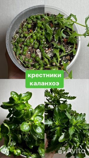 Крестовник, каланхоэ, седум буррито, оттона