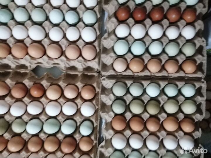 Инкубационное яйцо доминант.легорн(белый)