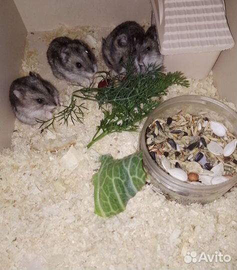 Джунгарский хомяк