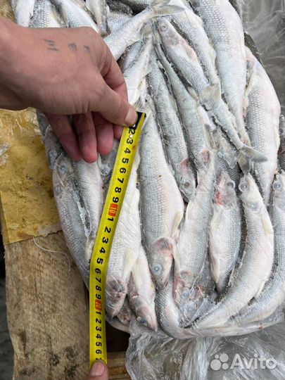 Рыба Корюшка 17см+ опт/розница