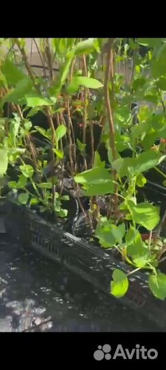 Цветы гортензия, розы, кустовые плитистые