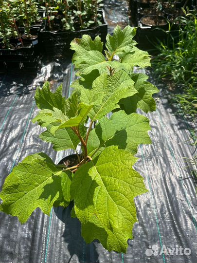 Гортензия дуболистная Аметист С5