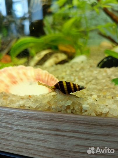 Улитка хелена