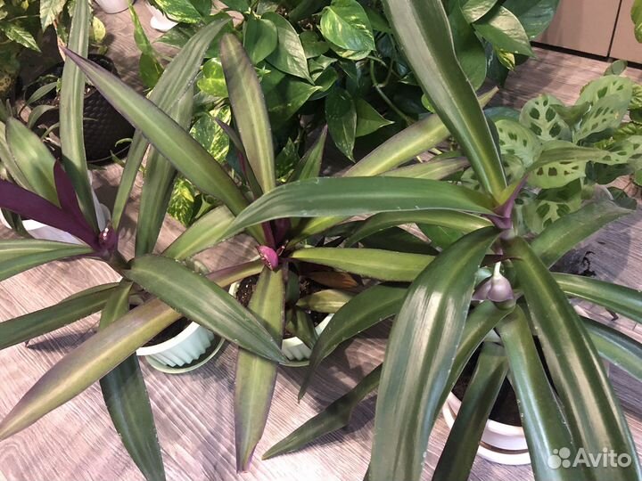 Большой выбор комнатных растений, больше в профиле