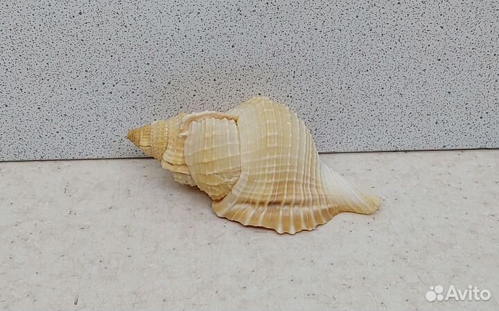 Анус 7,70 морская ракушка раковина