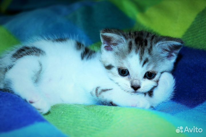 Шотландская кошка