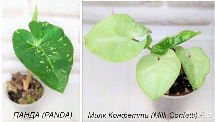 Сингониумы сортовые