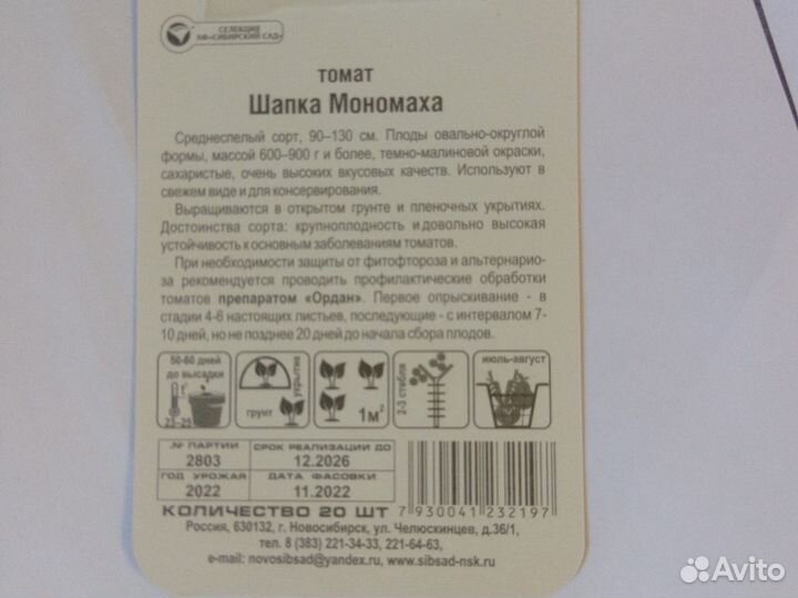 Рассада помидор