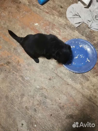 Отдам бесплатно