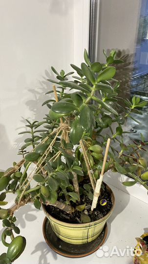 Толстянка (денежное дерево)