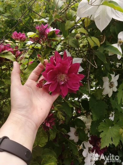 Клематис Ред стар