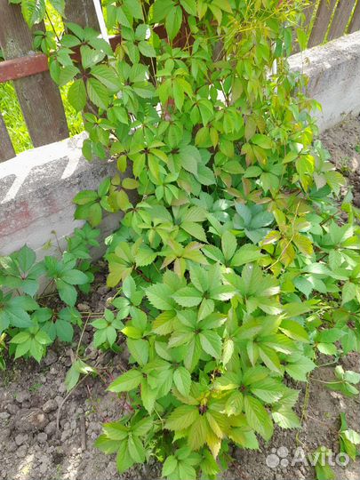 Девичий виноград,черенки