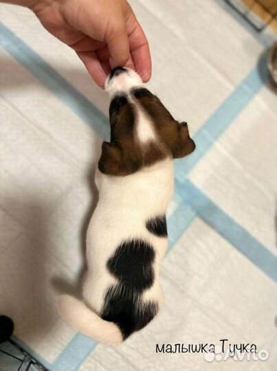 Щенки джек Рассел терьер с документами