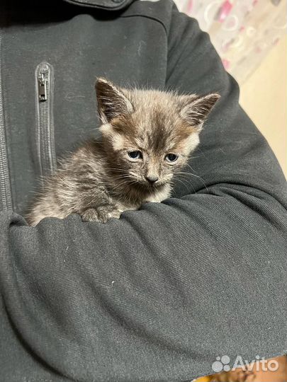 Кошечка в добрые руки