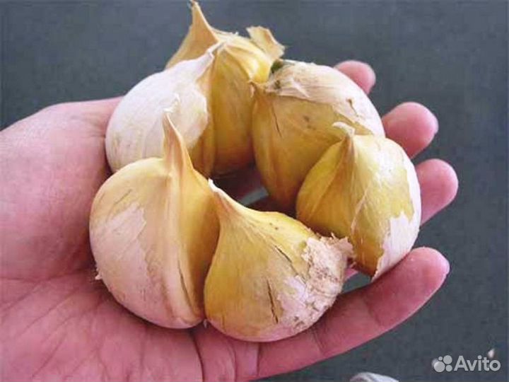 Чеснок, Кабачки