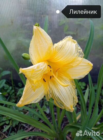 Многолетники