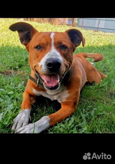 Стаффордширский терьер