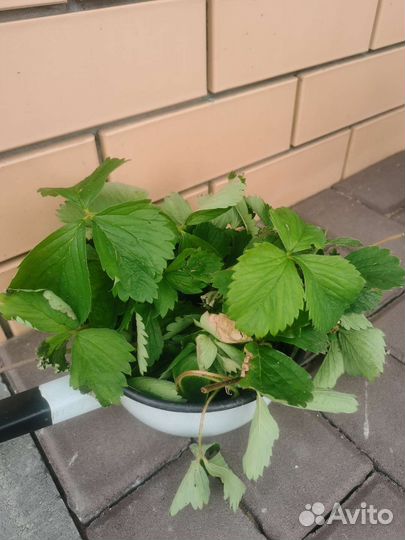 Клубника садовая